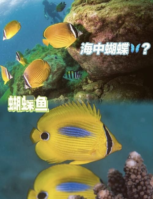 蝴蝶魚的圖片