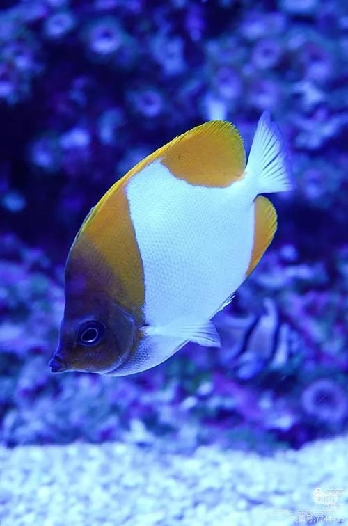 蝴蝶魚的圖片