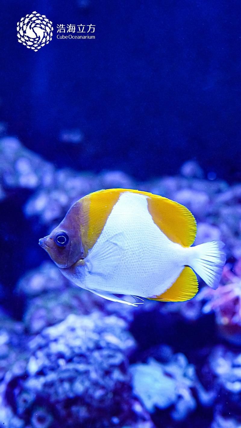 蝴蝶魚的圖片