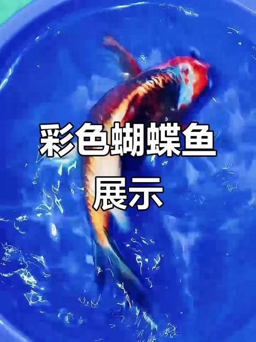 蝴蝶魚的圖片