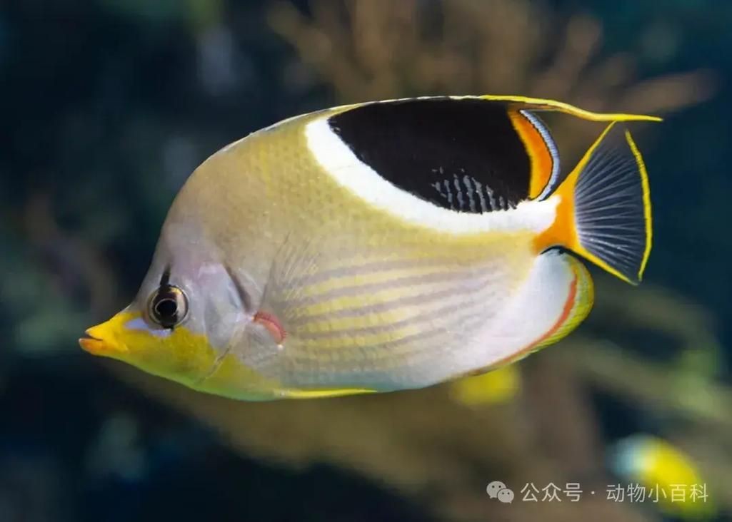 蝴蝶魚的圖片