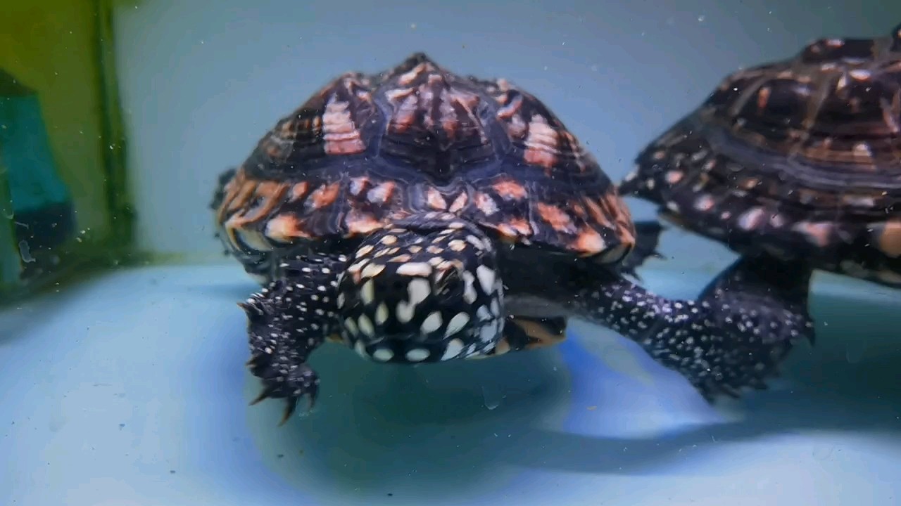 增重 增重 龍魚論壇