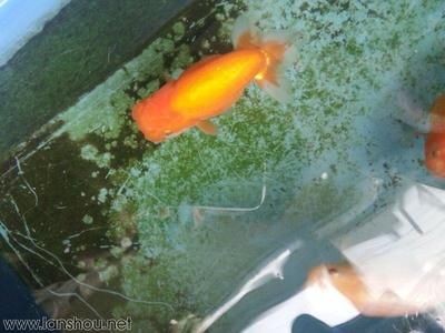 一米陽光魚缸怎么樣好用嗎：一米陽光魚缸與普通魚缸對比,一米陽光魚缸用戶評價匯總