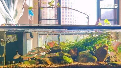 一米陽光魚缸怎么樣好用嗎：一米陽光魚缸與普通魚缸對比,一米陽光魚缸用戶評價匯總