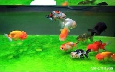一米陽光魚缸怎么樣好用嗎：一米陽光魚缸與普通魚缸對比,一米陽光魚缸用戶評價匯總