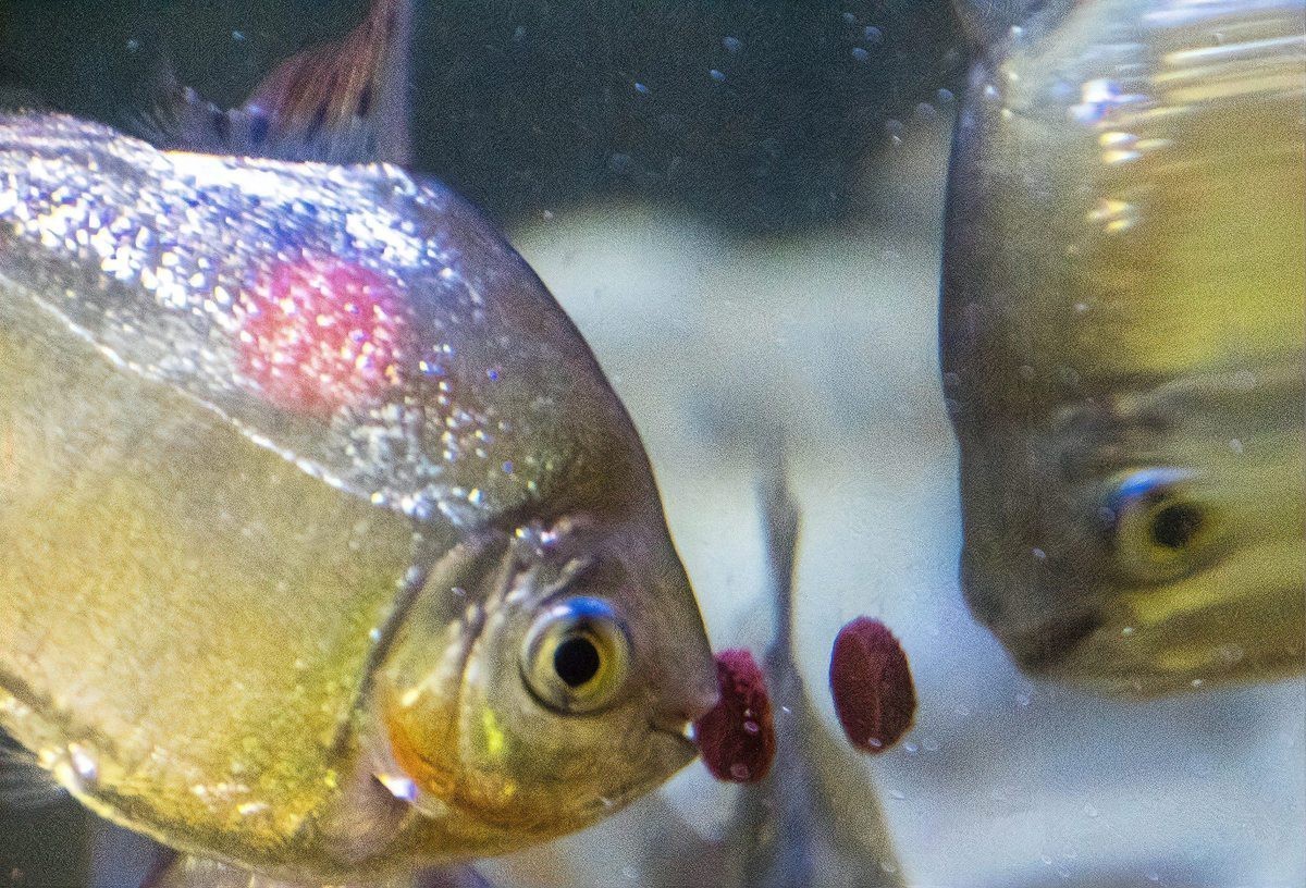 怎么判斷魚餓了 怎么判斷魚餓了 龍魚論壇 第2張