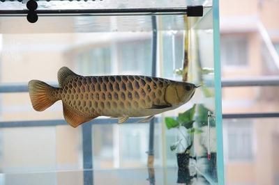 金龍魚最佳發(fā)色溫度和濕度是多少度：金龍魚的最佳發(fā)色溫度和濕度是多少度