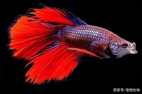 中國斗魚的食物有哪些