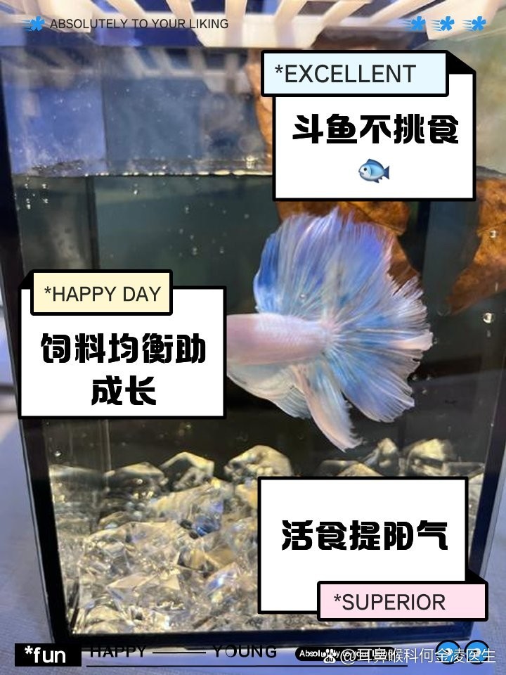 中國斗魚的食物有哪些