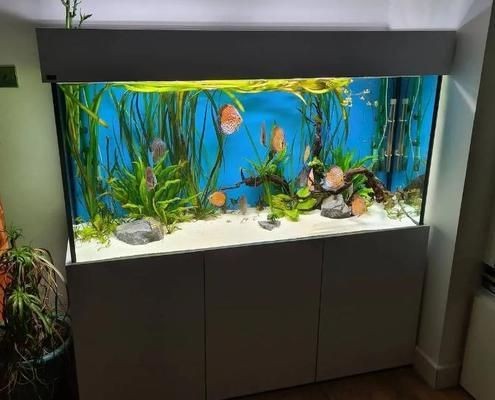 高端魚缸品牌 知乎推薦：博宇boyu免換水魚缸介紹