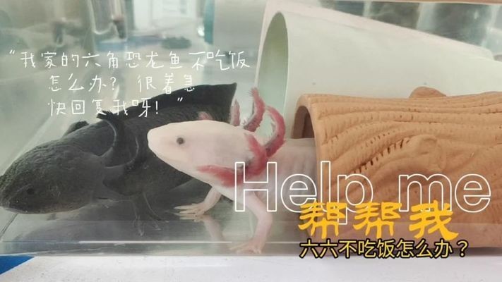 六角恐龍魚食欲不好：六角恐龍魚食欲不佳怎么辦