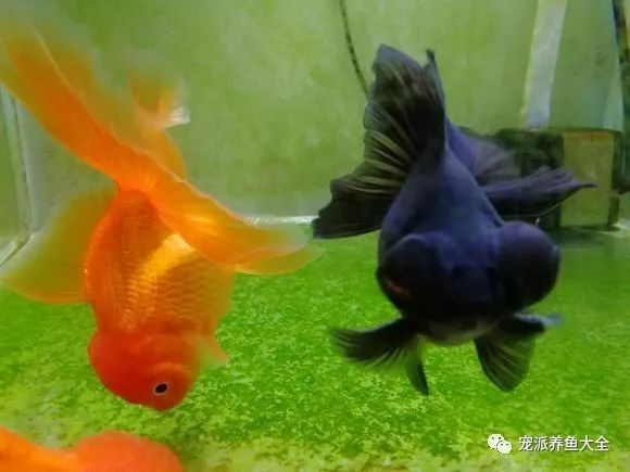 龍魚大小眼 龍魚大小眼 龍魚百科 第5張