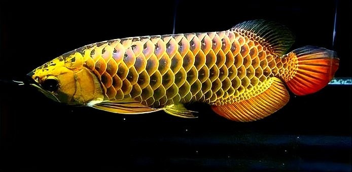 龍魚大小眼 龍魚大小眼 龍魚百科 第4張