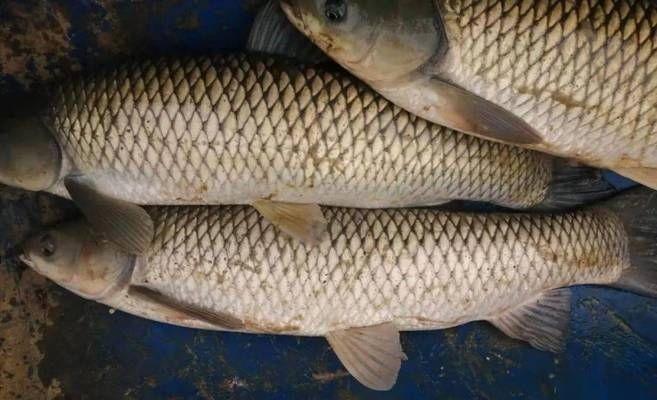 創(chuàng)星魚缸水泵AT305S和AT103S哪個好：at305s與at103s魚缸水泵對比分析