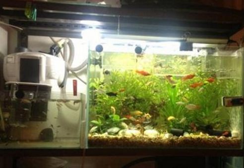 魚缸照明燈的使用與維護與壽命：觀賞魚缸照明燈的使用與維護與壽命 魚缸照明燈的使用與維護與壽命：觀賞魚缸照明燈的使用與維護與壽命 魚缸百科 第1張