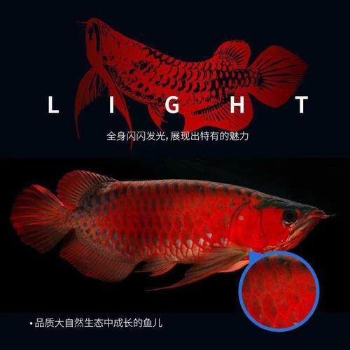 血紅龍魚多少錢一條圖片大全