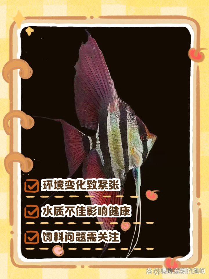 帝王三間魚不吃食怎么辦