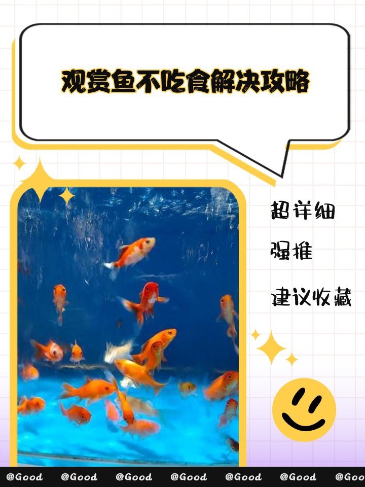 帝王三間魚不吃食怎么辦