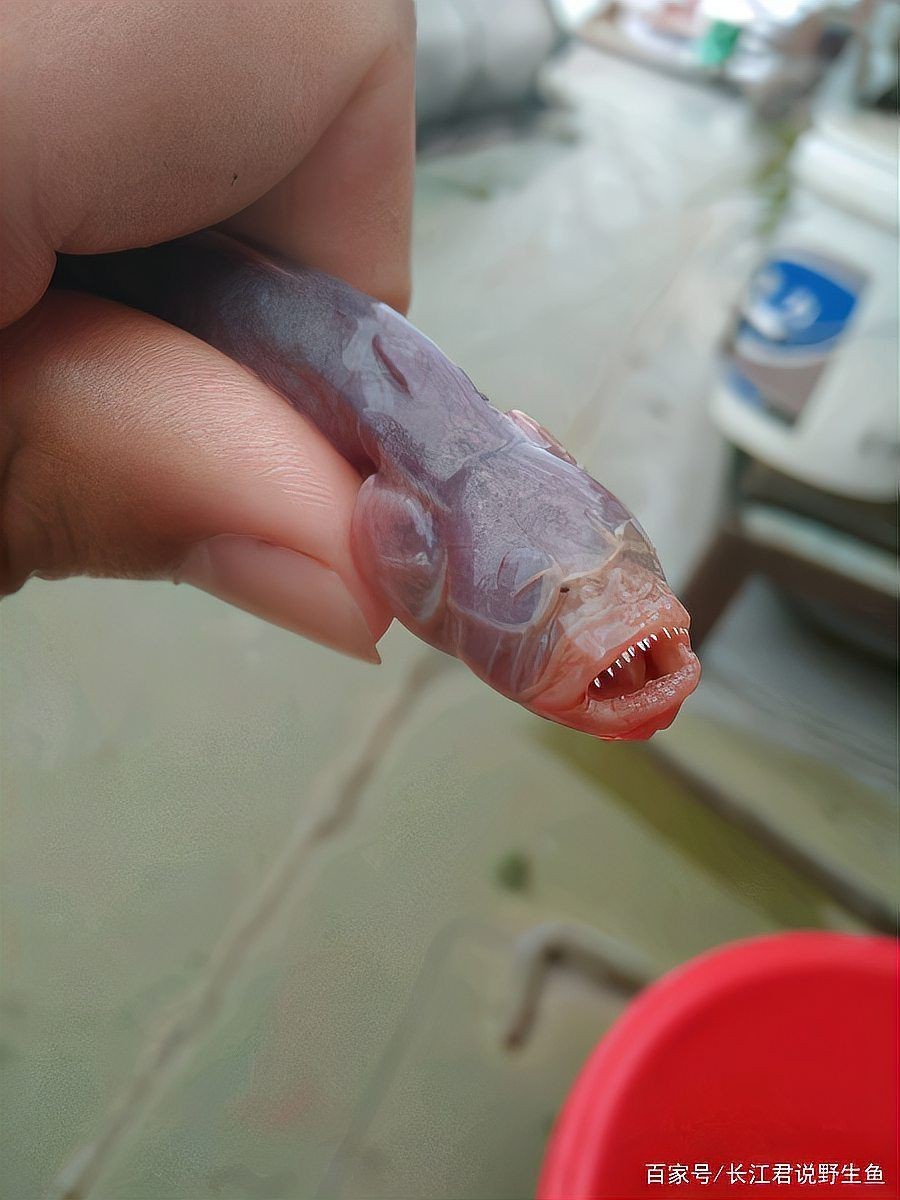 紅狼牙鰕虎魚什么價(jià)格