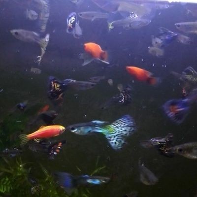 觀景魚缸換水頻率的最佳實(shí)踐是根據(jù)多種因素來決定：關(guān)于觀景魚缸換水頻率的建議