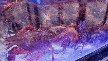 龍蝦圖片高清大圖