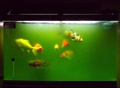 魚缸水發綠渾濁原因和解決方案怎么寫，如何正確使用增氧泵改善水質 魚缸水發綠渾濁原因和解決方案怎么寫，如何正確使用增氧泵改善水質 魚缸百科 第5張