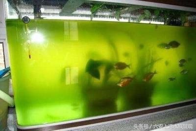 魚缸水發綠渾濁原因和解決方案怎么寫，如何正確使用增氧泵改善水質 魚缸水發綠渾濁原因和解決方案怎么寫，如何正確使用增氧泵改善水質 魚缸百科 第6張