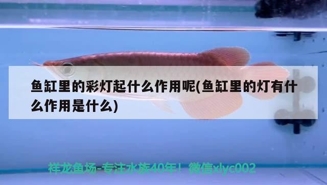 盈江縣精益水族館 盈江縣精益水族館 全國水族館企業名錄 第4張
