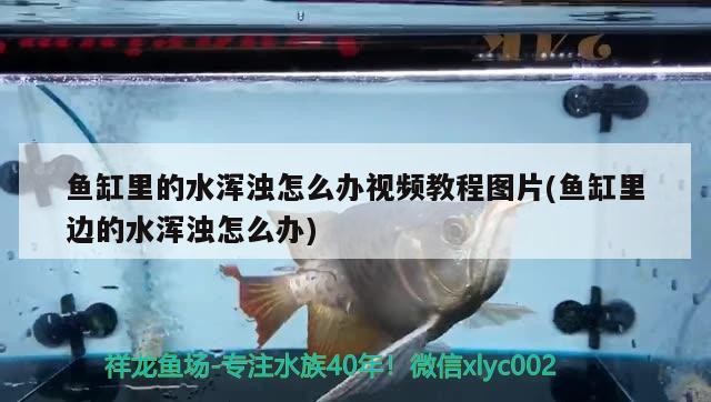 盈江縣精益水族館 盈江縣精益水族館 全國水族館企業名錄 第1張