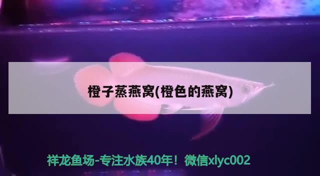 盈江縣精益水族館 盈江縣精益水族館 全國水族館企業名錄 第2張