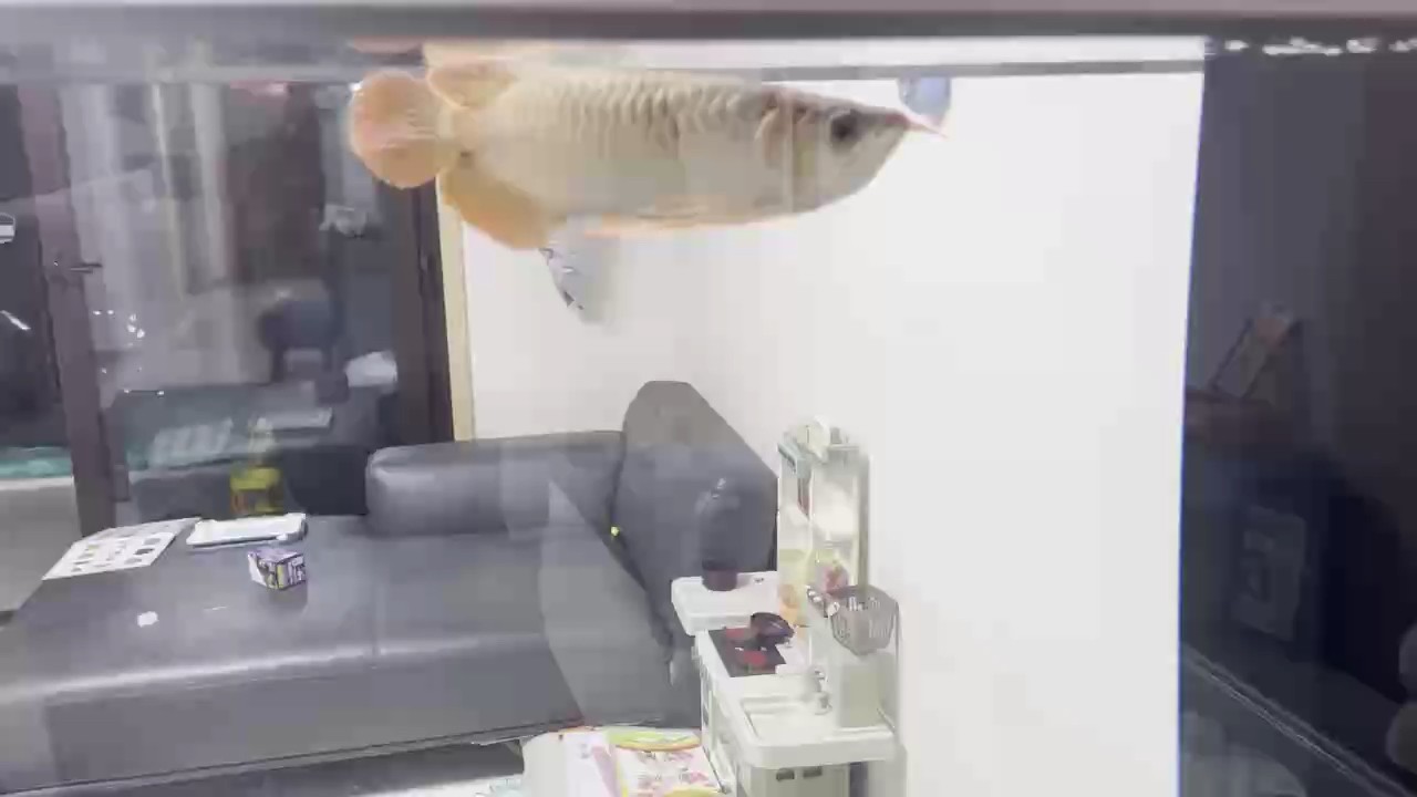 入缸1周，還是膽小，容易驚嚇。