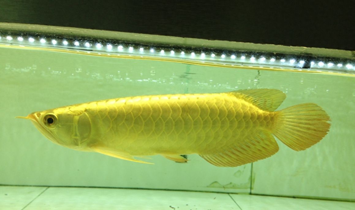 龍魚上色用什么燈最好：三基色燈對龍魚健康的益處