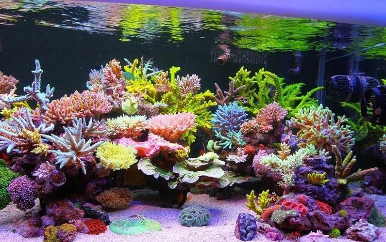 如何判斷紅龍SPS是否健康？ 如何判斷紅龍SPS是否健康？ 2025長城杯龍魚大賽 第1張
