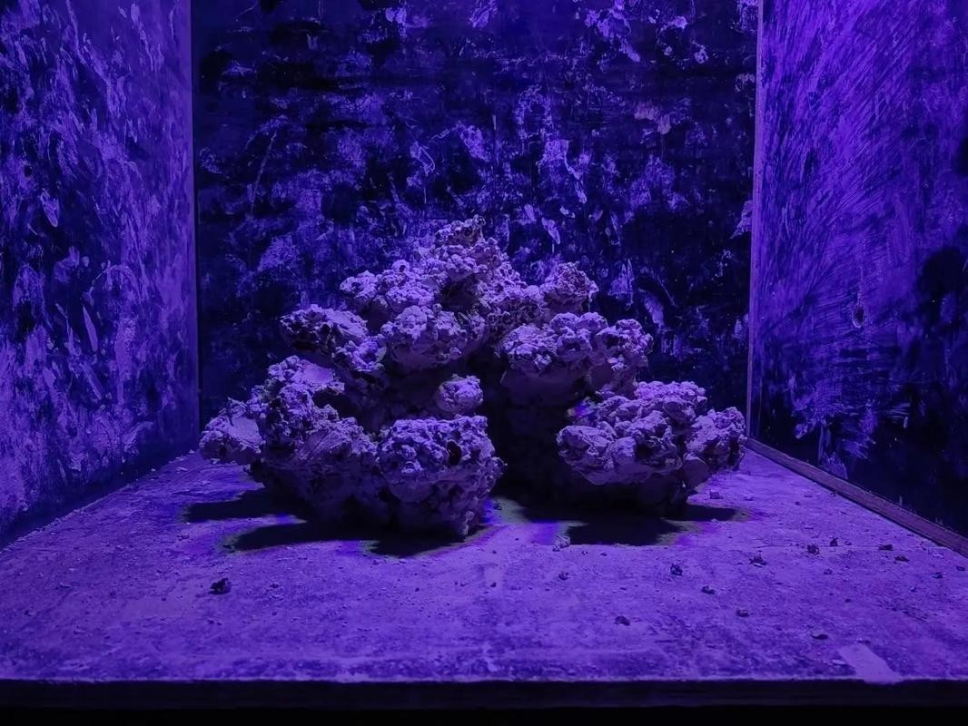 如何判斷紅龍SPS是否健康？ 如何判斷紅龍SPS是否健康？ 2025長城杯龍魚大賽 第5張