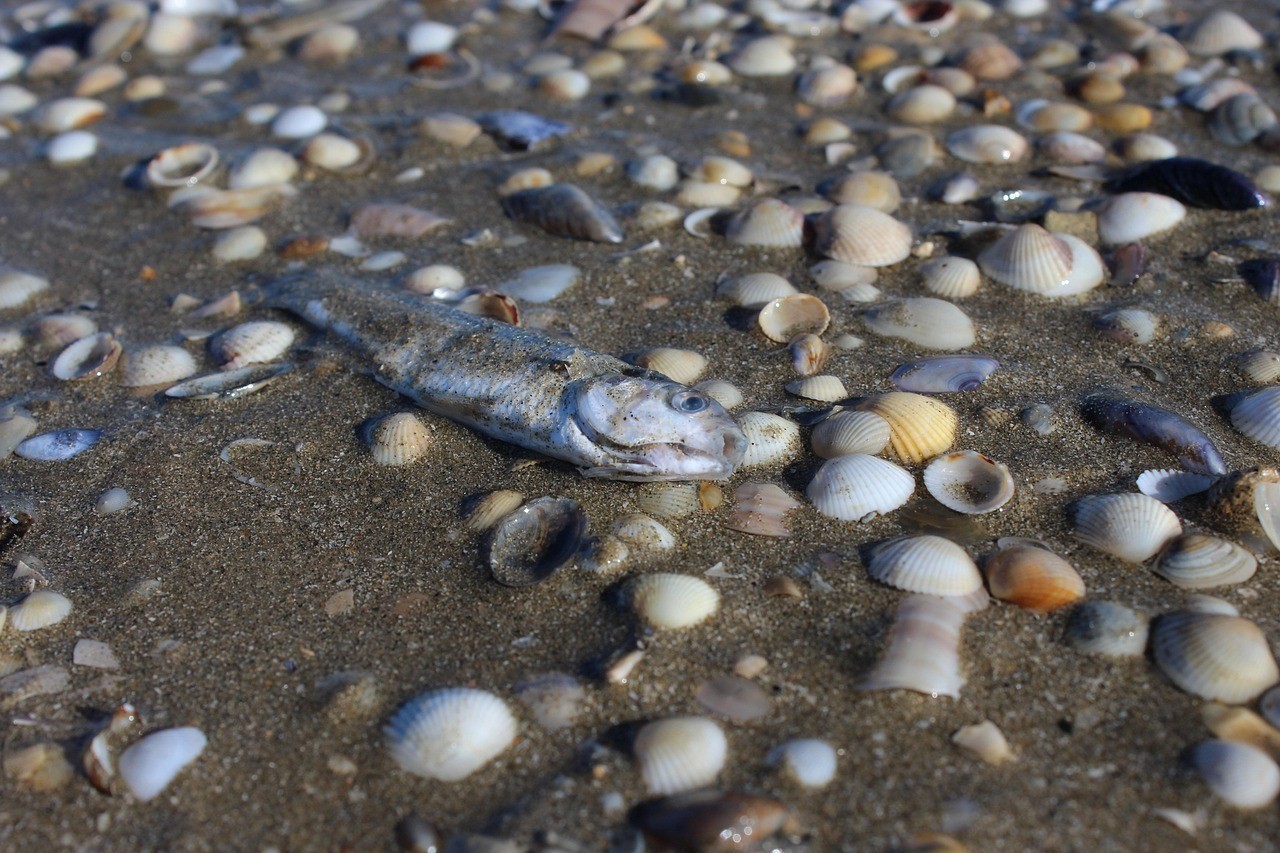 水篦子魚學名