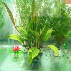 葫蘆做魚缸造景好嗎視頻（水葫蘆的養殖技巧）