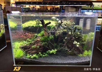 葫蘆做魚缸造景好嗎視頻（水葫蘆的養殖技巧）