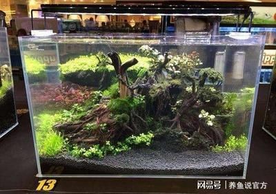葫蘆做魚缸造景好嗎視頻（水葫蘆的養殖技巧）