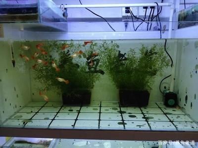 魚缸過濾系統選擇技巧：魚缸過濾器的挑選技巧