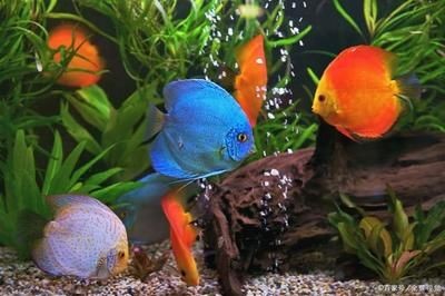 觀賞魚缸適合養什么魚好看又好養（水觀賞魚適合觀賞魚缸的魚品種，適合觀賞魚的品種）