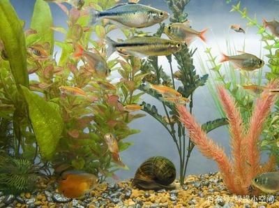 觀賞魚缸適合養什么魚好看又好養（水觀賞魚適合觀賞魚缸的魚品種，適合觀賞魚的品種）