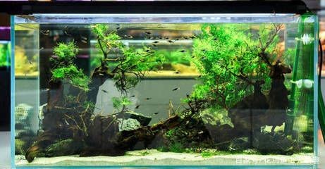 缸內(nèi)無(wú)管件魚(yú)缸選擇：無(wú)管件魚(yú)缸的安全隱患無(wú)管件魚(yú)缸設(shè)計(jì)的魚(yú)缸設(shè)計(jì)好處