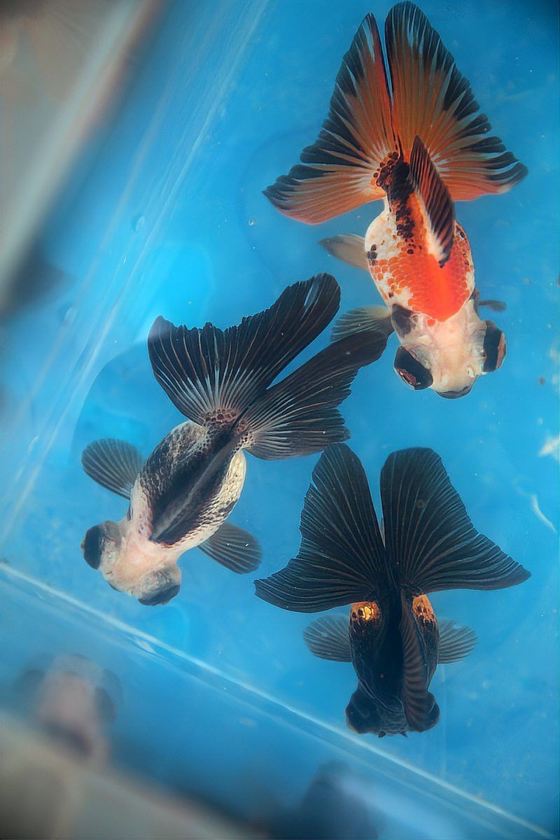 蝴蝶鯉成長的四個階段 蝴蝶鯉成長的四個階段 龍魚論壇 第3張