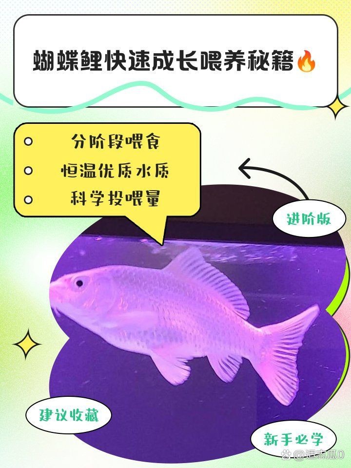 蝴蝶鯉成長的四個階段 蝴蝶鯉成長的四個階段 龍魚論壇 第9張