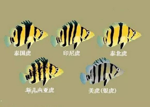 虎魚的品種 龍魚論壇 第2張 虎魚的品種 虎魚的品種 龍魚論壇 第2張