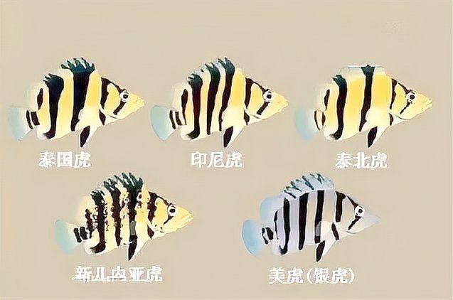 虎魚的品種 龍魚論壇 第5張 虎魚的品種 虎魚的品種 龍魚論壇 第5張