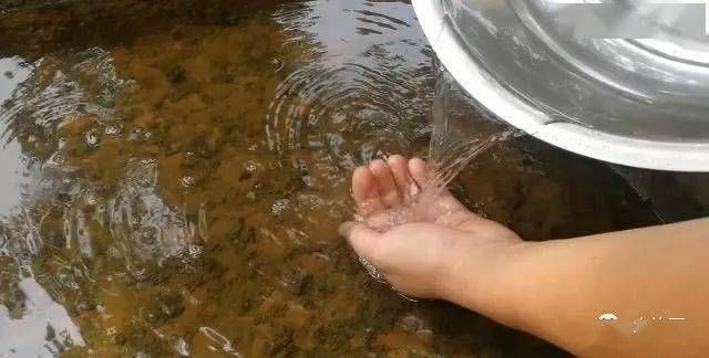 十大最好養的觀賞魚:十大最好養的小型冷水觀賞魚 魚缸百科 第3張 十大最好養的觀賞魚:十大最好養的小型冷水觀賞魚 十大最好養的觀賞魚:十大最好養的小型冷水觀賞魚 魚缸百科 第3張