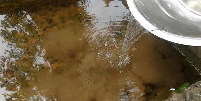 十大最好養的觀賞魚:十大最好養的小型冷水觀賞魚 魚缸百科 第4張 十大最好養的觀賞魚:十大最好養的小型冷水觀賞魚 十大最好養的觀賞魚:十大最好養的小型冷水觀賞魚 魚缸百科 第4張