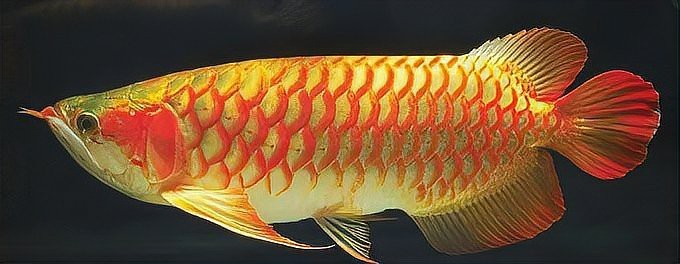 風(fēng)水龍魚有幾種品種 風(fēng)水龍魚有幾種品種 龍魚論壇 第1張