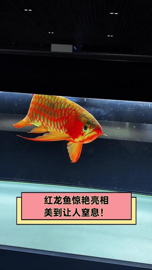 龍魚有幾種顏色的圖片 龍魚有幾種顏色的圖片 龍魚論壇 第18張